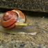 Profile picture for user salat-schnecke