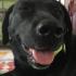 Profile picture for user myblacklabrador