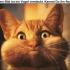 kitty1071 avatar