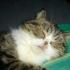 Minou14 avatar